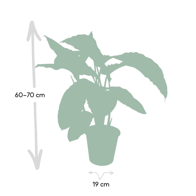 Calathea Warscewiczii - Pauwenplant - Ø19cm - ↕70cm