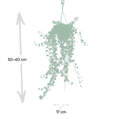 Hedera Wonder Green Hang - Klimop - Ø17cm - ↕70cm