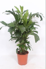 Caryota Mitis Ø24 ↕110