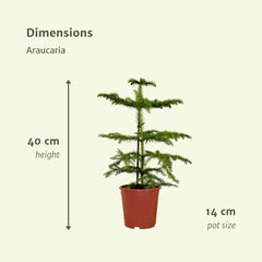 Araucaria - Kamerden - Ø14cm - ↕40cm