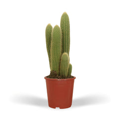 Vatricania Guentheri - Cactus - 55cm - Ø21