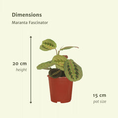 2x Maranta Fascinator  - Pijlwortel - 20cm - ø12