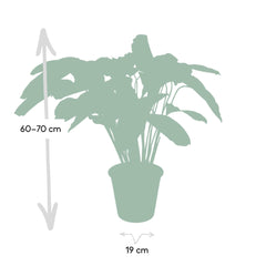 Calathea Flamestar - Ø19cm - ↕75cm