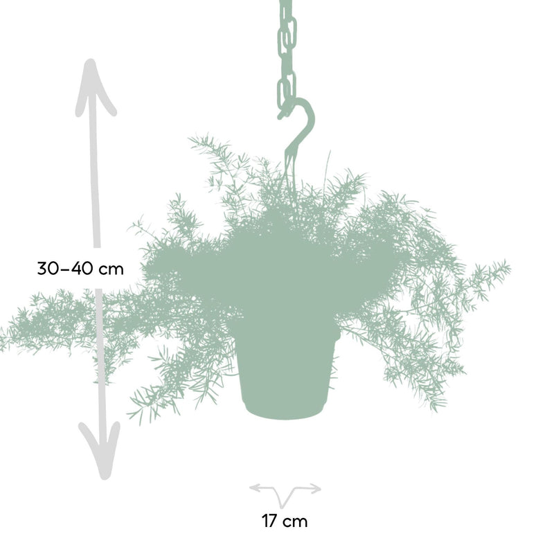 Asparagus Sprengeri Hang - Sierasperge - Ø17cm - ↕35cm