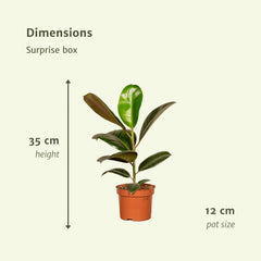 Verrassingsbox - 10 diverse kamerplanten - Ø12cm - ↕35cm