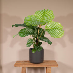 Calathea Orbifolia - Pauwenplant - ø14cm - ↕50cm