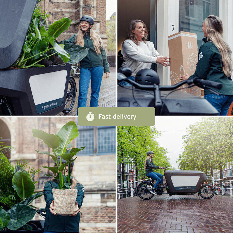 Verrassingsbox - 6 diverse kamerplanten - 10-25 cm - Ø12