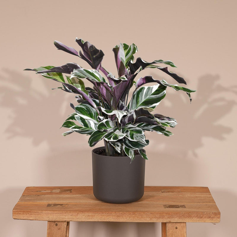 Calathea White Fusion - Pauwenplant - Ø14cm - ↕40cm