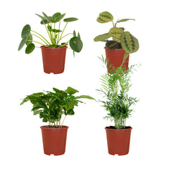 Diervriendelijke plantenbox - 4 kamerplanten - Diverse hoogtes - Ø12