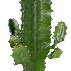 Euphorbia Acrurensis - Cactus - Ø17cm - ↕50cm