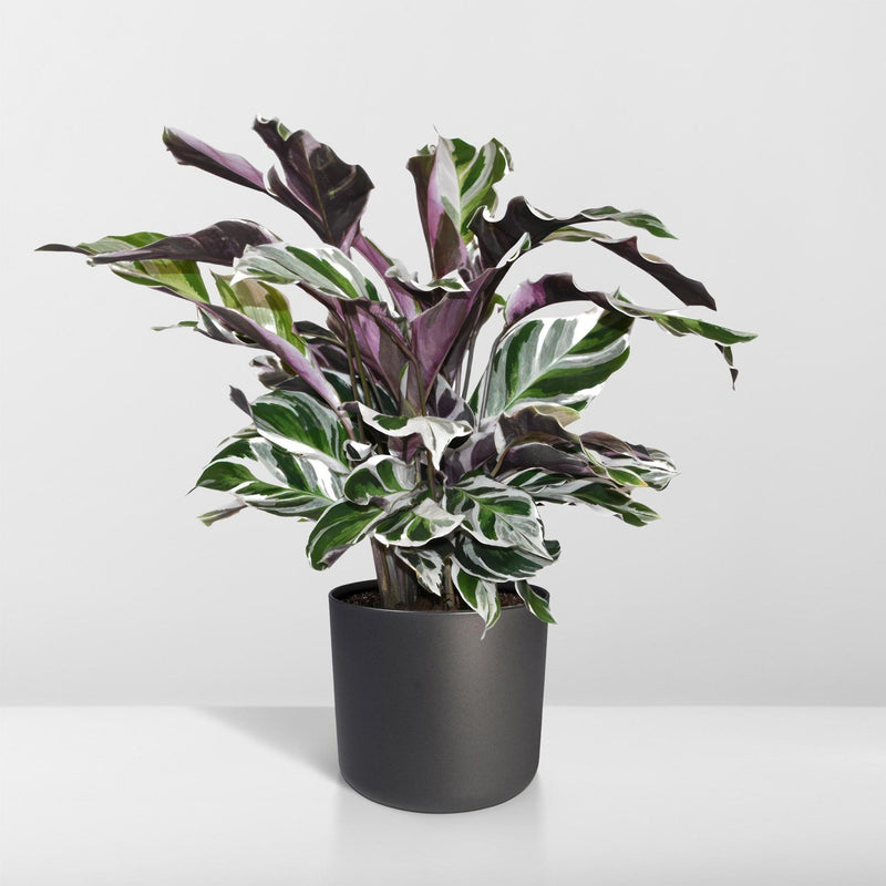 Calathea White Fusion - Pauwenplant - Ø14cm - ↕40cm