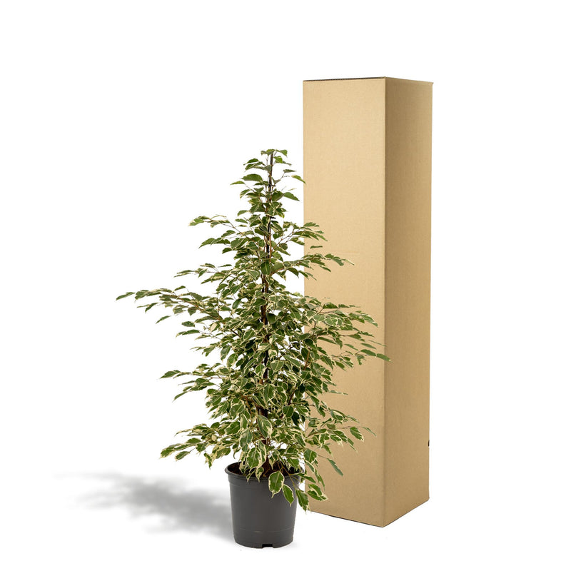 Ficus benjamina Twilight - ↨95cm - Ø21cm