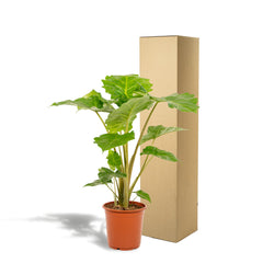 Alocasia Portodora - Ø21cm - ↕80cm