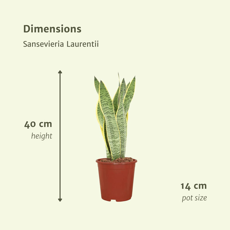 2x Sansevieria Laurentii - Vrouwentong - 40cm - ø14