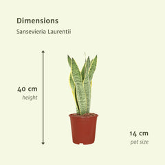 Sansevieria Laurentii - 2 stuks - ø14cm - ↕40cm