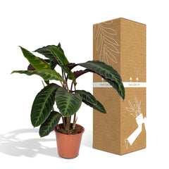 Calathea Warscewiczii - Pauwenplant - Ø19cm - ↕70cm