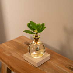 Clusia in Samoa glas met LED verlichting- ø4cm - ↕10cm