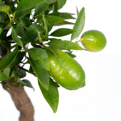 Citrus Lemon op Stam - Ø15cm - ↕35cm