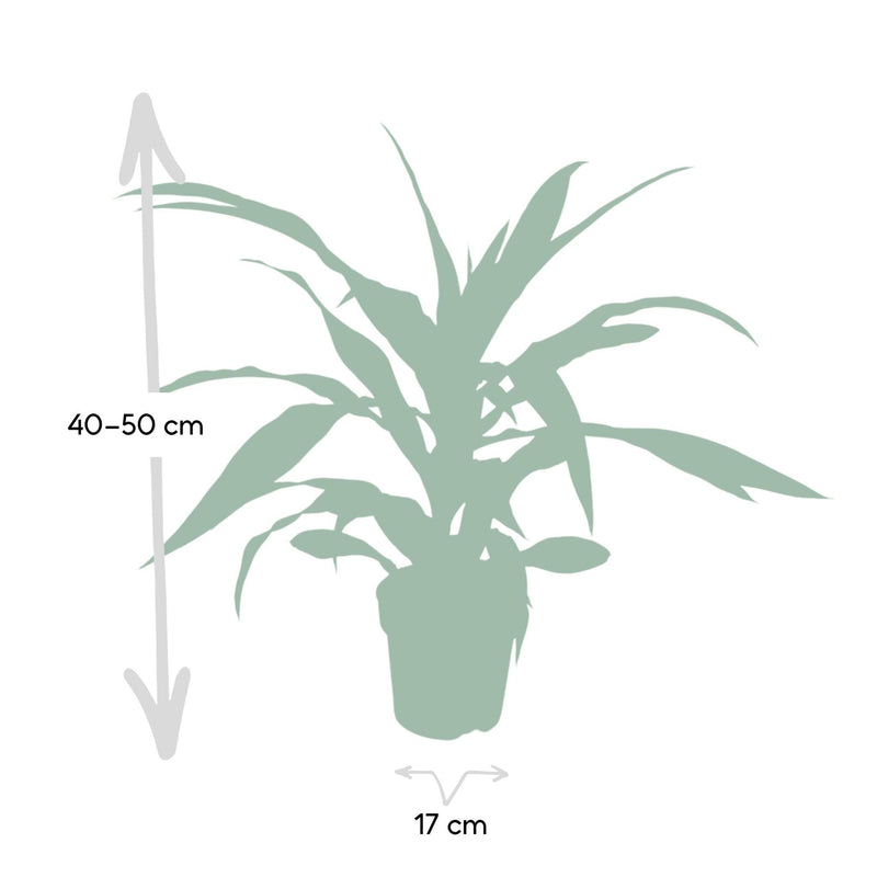 Dracaena Fragrans Lemon Lime - Drakenboom - Ø17cm - ↕40cm