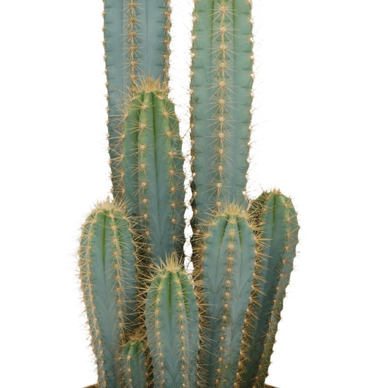 Pilosocereus Azureus - Cactus - Ø21cm - ↕55cm