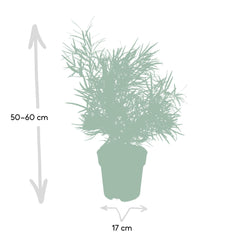 Asparagus Falcatus - Sierasperge - Ø17cm - ↕55cm