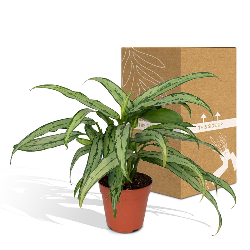 Aglaonema Cutlass - ø12cm -↕30cm