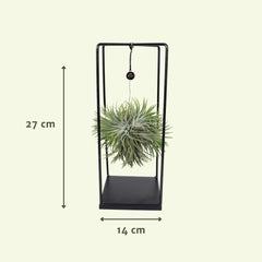 Tillandsia Cube Mix Large - Ø20cm - ↕35cm