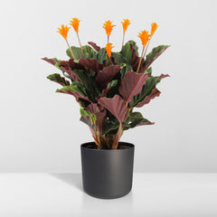 Calathea Crocata - Pauwenplant - ø14cm - ↕40cm