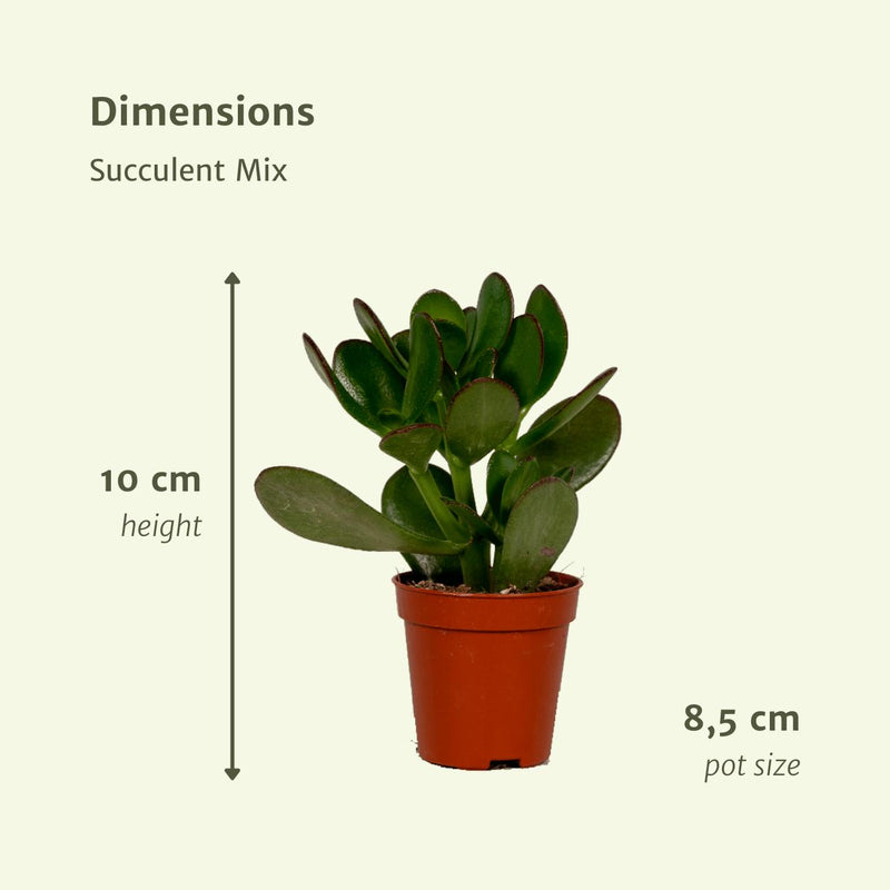 Everspring - Succulenten Mix - 9 stuks - 10 cm - ø8,5