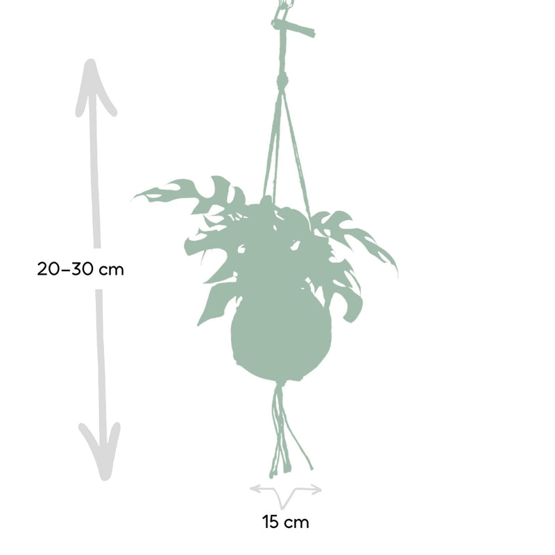 Kokodama Monstera Minima Hang - Gatenplant - 25cm - Ø15