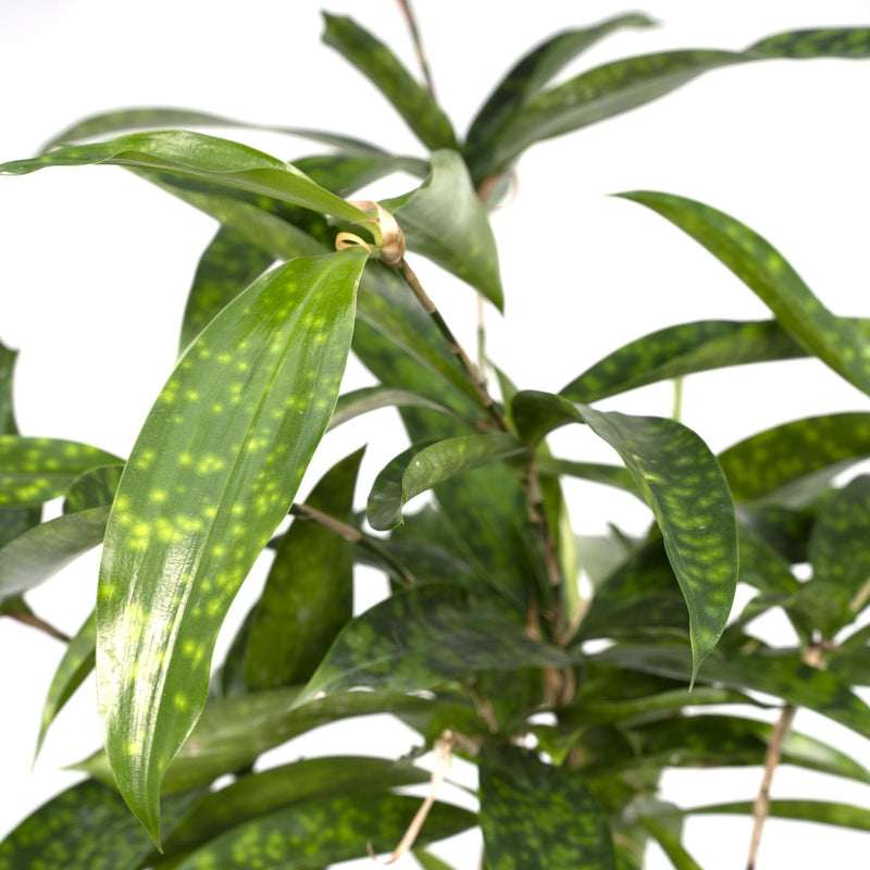 Dracaena Surculosa - Drakenboom - Ø17cm - ↕60cm