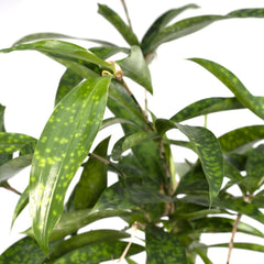 Dracaena Surculosa - Drakenboom - Ø17cm - ↕60cm