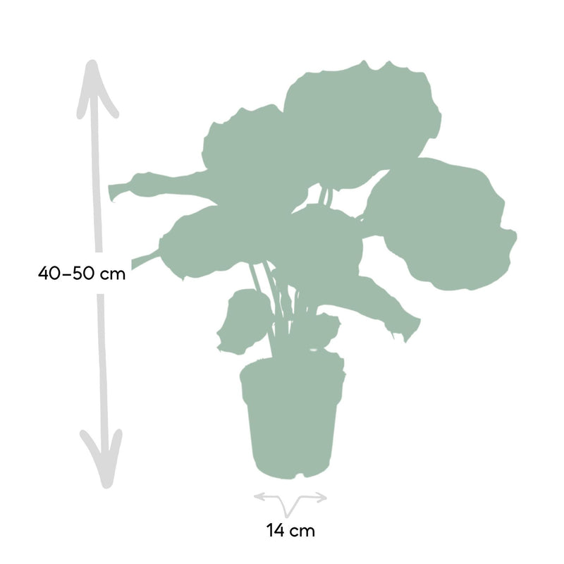 Calathea Orbifolia - Pauwenplant - ø14cm - ↕50cm