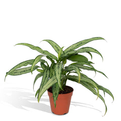 Aglaonema Cutlass - 30cm - ø12
