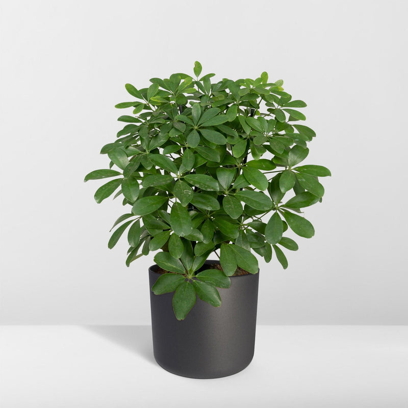 Schefflera Nora - Vingerplant - Ø21cm - ↕50cm