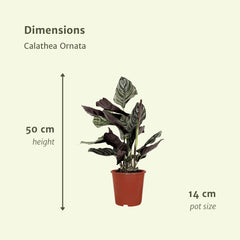 2x Calathea Ornata - Pauwenplant - 50cm - ø14