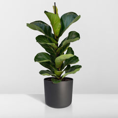 Ficus Lyrata Bambino - 30cm - ø12