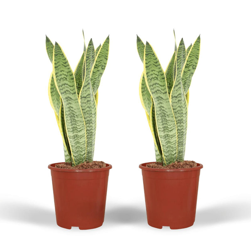 Sansevieria Laurentii - 2 stuks - ø14cm - ↕40cm