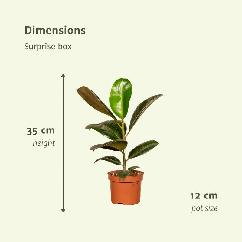 Verrassingsbox - 6 diverse kamerplanten - Ø12cm - ↕10-25 cm