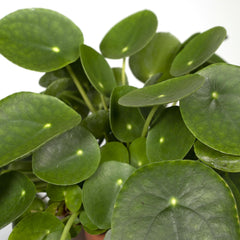 Pilea Peperomiodes - Pannekoekenplant - Ø15cm - ↕25cm
