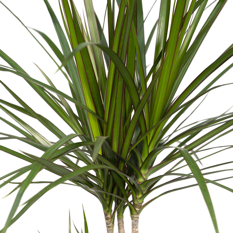 Dracaena Marginata - Drakenboom - Ø17cm - ↕70cm