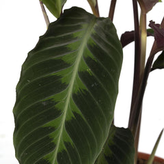 Calathea Warscewiczii - Pauwenplant - Ø19cm - ↕70cm