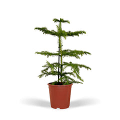 Araucaria - Kamerden - Ø14cm - ↕40cm