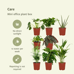 Mini kantoor plantenbox - 8 kamerplanten - Diverse hoogtes - Ø12