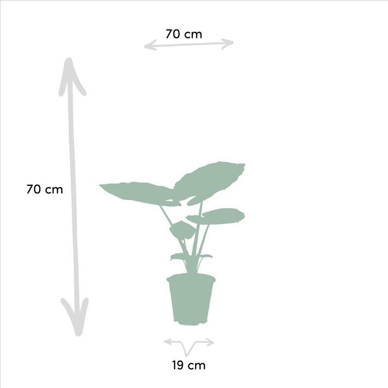 Alocasia Macrorrhiza - Ø19cm - ↕70cm