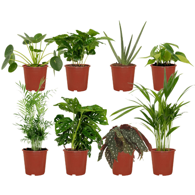 Mini kantoor plantenbox - 8 kamerplanten - Diverse hoogtes - Ø12