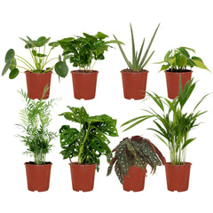 Mini kantoor plantenbox - 8 kamerplanten - Diverse hoogtes - Ø12