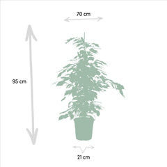 Ficus benjamina Danielle - ↨95cm - Ø21cm