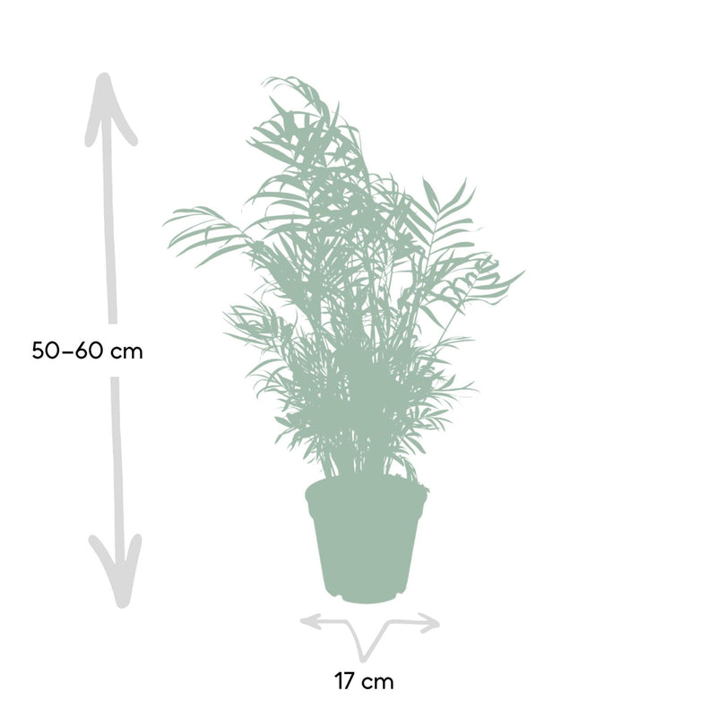 Chamaedorea Elegans - Ø17cm - ↕55cm