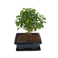 Bonsai Bol Vorm - Ø15cm - ↕30cm